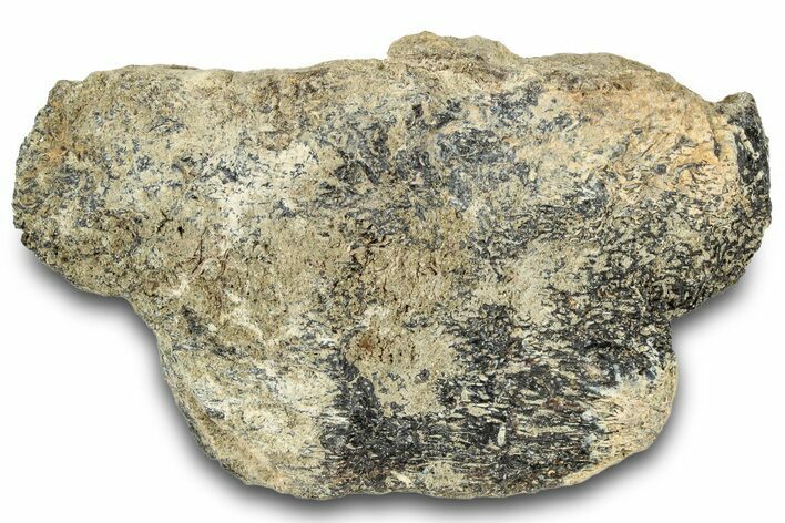Dinosaur (Triceratops) Frill Shield Section - Montana #321987